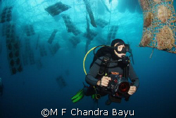 Menjangan by M F Chandra Bayu 